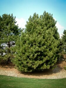 Сосна Чёрная (Pinus Nigra) в Самаре