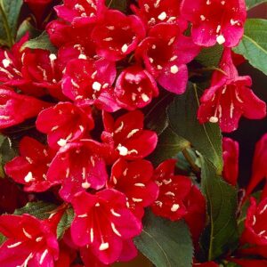 Вейгела цветущая “Ред Принц” в Самаре