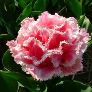 Тюльпан бахромчатый Квинсленд (QUEENSLAND) в Самаре