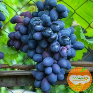 Ароматный и сладкий виноград “Августа” в Самаре