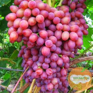Виноград Лучистый в Самаре