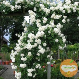 Роза плетистая Белый каскад в Самаре