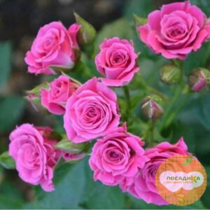 Роза Спрей розовый в Самаре