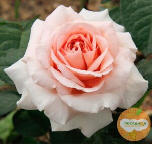 Роза чайно-гибридная  Амелия в Самаре