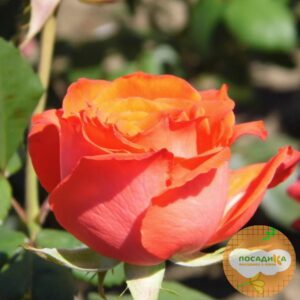 Роза Чайно-Гибридная Анжелика в Самаре