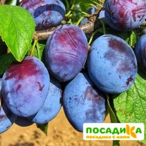 Слива Чачакская ранняя купить по цене от 229.00р. в интернет-магазине «Посадика» с доставкой почтой в в Самаре и по всей России – [изображение №1].