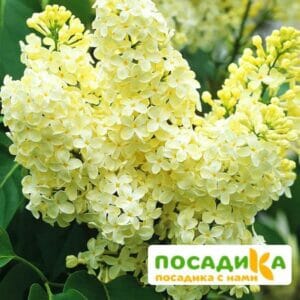 Сирень Примроуз (Primrose) купить по цене от 529.00р. в интернет-магазине «Посадика» с доставкой почтой в в Самаре и по всей России – [изображение №1].