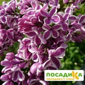 Сирень Сенсация купить по цене от 529.00р. в интернет-магазине «Посадика» с доставкой почтой в в Самаре и по всей России – [изображение №1].