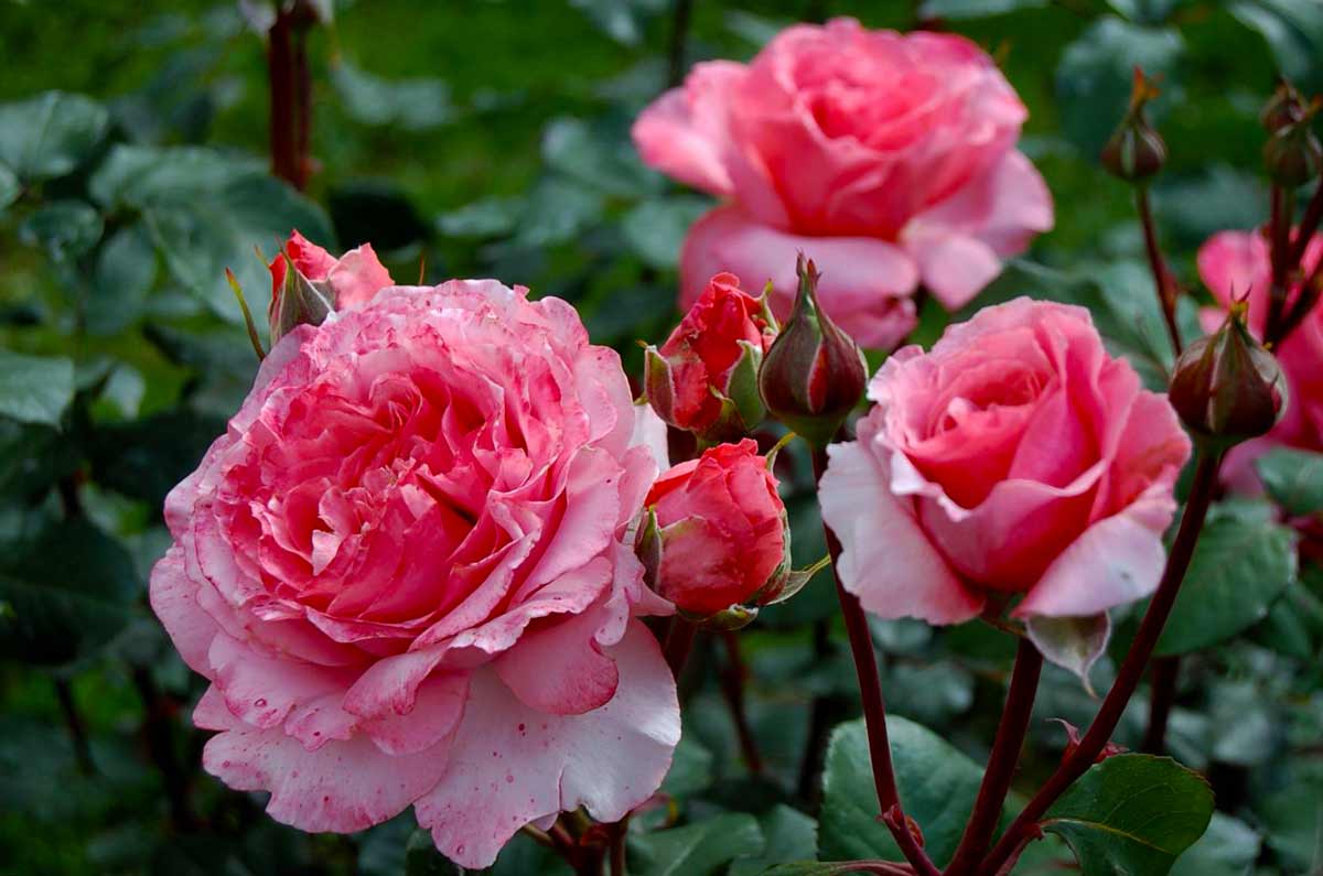 Посадка и уход за розами: памятка опытным и начинающим садоводам