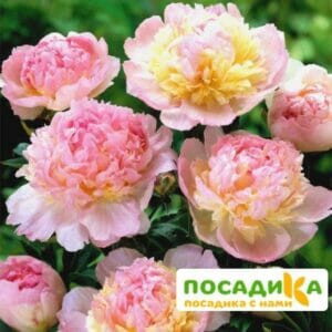 Пион Распберри Сандей (Paeonia Raspberry Sundae) купить по цене от 959р. в интернет-магазине «Посадика» с доставкой почтой в в Самаре и по всей России – [изображение №1].