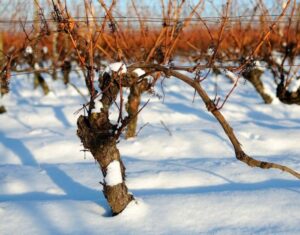 Топ-5 способов как правильно укрыть виноград на зиму