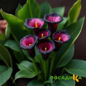 Калла Аура Лейс купить по цене от 400р. в интернет-магазине «Посадика» с доставкой почтой в в Самаре и по всей России – [изображение №1].