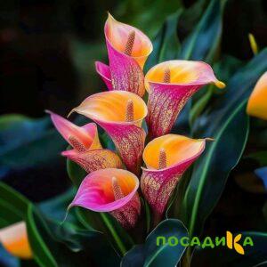 Калла Оникс купить по цене от 450р. в интернет-магазине «Посадика» с доставкой почтой в в Самаре и по всей России – [изображение №1].