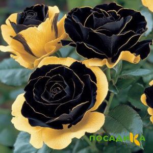 Роза Ханни Сикл купить по цене от 700р. в интернет-магазине «Посадика» с доставкой почтой в в Самаре и по всей России – [изображение №1].