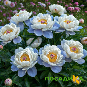 Пион акварельный Этюд купить по цене от 806р. в интернет-магазине «Посадика» с доставкой почтой в в Самаре и по всей России – [изображение №1].