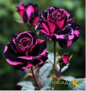 Роза Багровый Шепот купить по цене от 366р. в интернет-магазине «Посадика» с доставкой почтой в в Самаре и по всей России – [изображение №1].