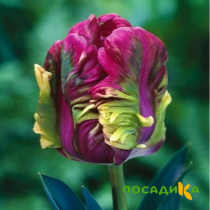 Тюльпан Экзотик Хэвен купить по цене от 186р. в интернет-магазине «Посадика» с доставкой почтой в в Самаре и по всей России – [изображение №1].