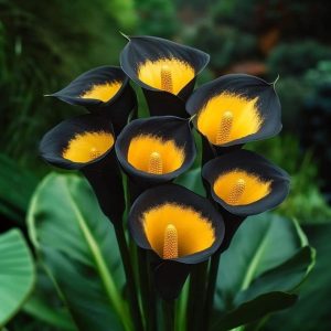 Калла Легато купить по цене от 620р. в интернет-магазине «Посадика» с доставкой почтой в в Самаре и по всей России – [изображение №1].