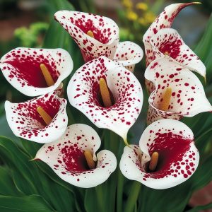 Калла Эмпайр купить по цене от 302р. в интернет-магазине «Посадика» с доставкой почтой в в Самаре и по всей России – [изображение №1].