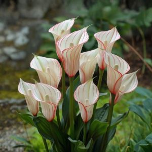 Калла Глейшер купить по цене от 299р. в интернет-магазине «Посадика» с доставкой почтой в в Самаре и по всей России – [изображение №1].