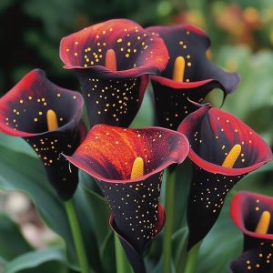 Калла Нуар купить по цене от 299р. в интернет-магазине «Посадика» с доставкой почтой в в Самаре и по всей России – [изображение №1].