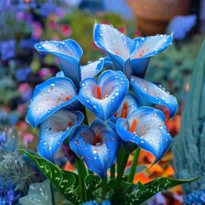 Калла Портрейт купить по цене от 292р. в интернет-магазине «Посадика» с доставкой почтой в в Самаре и по всей России – [изображение №1].