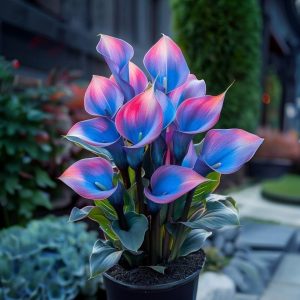 Калла Импрессия купить по цене от 590р. в интернет-магазине «Посадика» с доставкой почтой в в Самаре и по всей России – [изображение №1].