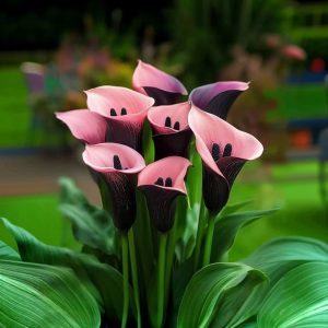 Калла Энигма купить по цене от 291р. в интернет-магазине «Посадика» с доставкой почтой в в Самаре и по всей России – [изображение №1].