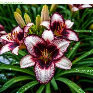 Лилейник Крим Сикл купить по цене от 799р. в интернет-магазине «Посадика» с доставкой почтой в в Самаре и по всей России – [изображение №1].