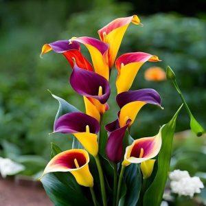 Калла Кристалл купить по цене от 450р. в интернет-магазине «Посадика» с доставкой почтой в в Самаре и по всей России – [изображение №1].