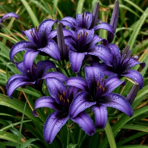 Лилейник Блю Айрис купить по цене от 324р. в интернет-магазине «Посадика» с доставкой почтой в в Самаре и по всей России – [изображение №1].