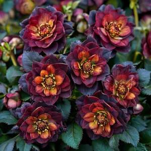 Морозник Сноу Дроп купить по цене от 348р. в интернет-магазине «Посадика» с доставкой почтой в в Самаре и по всей России – [изображение №1].