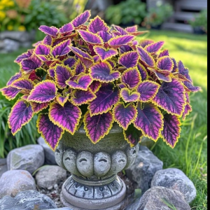 Хоста Рейдянт Чарм купить по цене от 365р. в интернет-магазине «Посадика» с доставкой почтой в в Самаре и по всей России – [изображение №1].