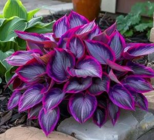 Хоста Сикрет Гарденс купить по цене от 549р. в интернет-магазине «Посадика» с доставкой почтой в в Самаре и по всей России – [изображение №1].