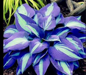 Хоста Аурелия купить по цене от 450р. в интернет-магазине «Посадика» с доставкой почтой в в Самаре и по всей России – [изображение №1].