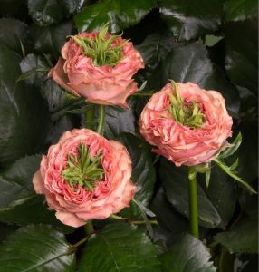 Роза Амбер Инчант купить по цене от 495р. в интернет-магазине «Посадика» с доставкой почтой в в Самаре и по всей России – [изображение №1].