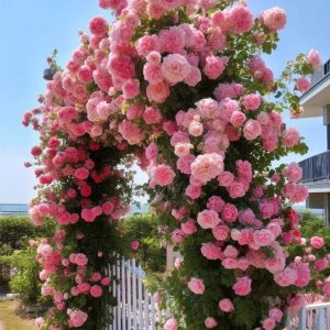 Роза Пастель Розе купить по цене от 605р. в интернет-магазине «Посадика» с доставкой почтой в в Самаре и по всей России – [изображение №1].