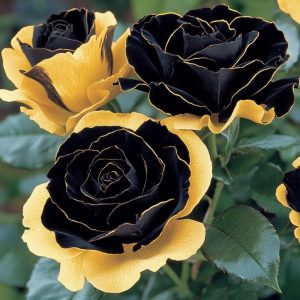 Роза Ханни Сикл купить по цене от 700р. в интернет-магазине «Посадика» с доставкой почтой в в Самаре и по всей России – [изображение №1].